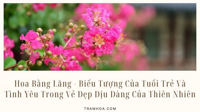 Hoa Bằng Lăng - Biểu Tượng Của Tuổi Trẻ Và Tình Yêu Trong Vẻ Đẹp Dịu Dàng  Của Thiên Nhiên - Trạm Hoa
