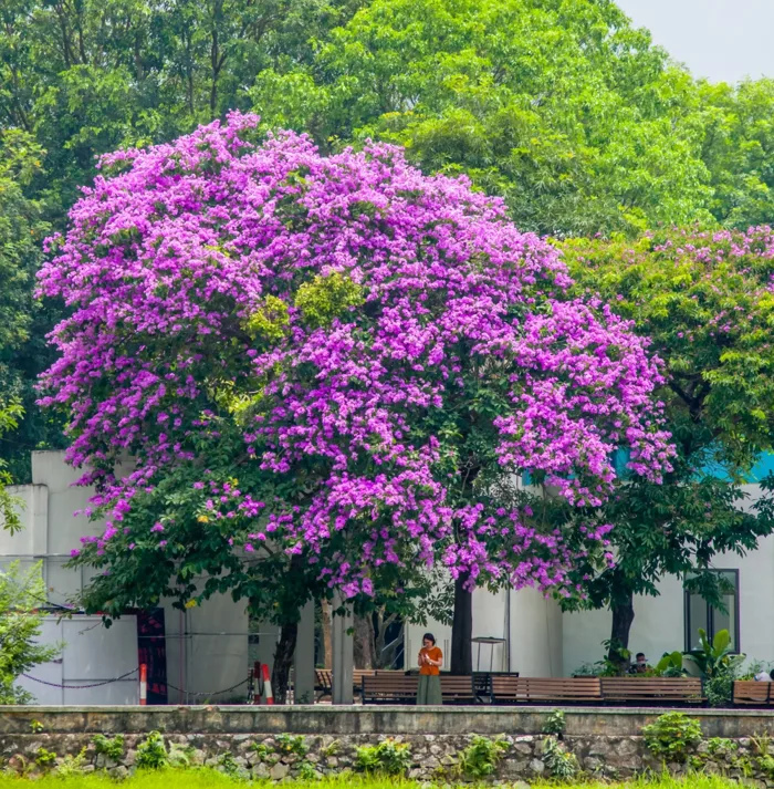 Du lịch mùa hoa bằng lăng Hà Nội cùng The Five Lilas - The Five