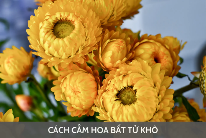Cách cắm hoa bất tử khô có gì khác với cách cắm hoa tươi?