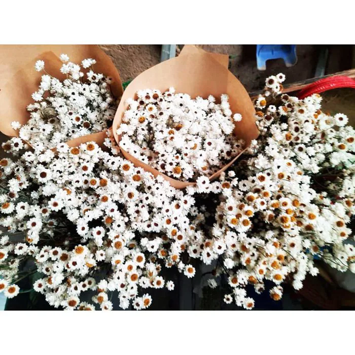 HOA KHÔ CÚC BẤT TỬ - DẠO MÁT