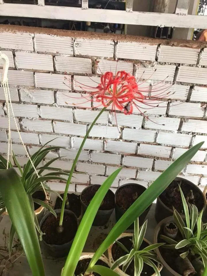 Củ giống Hoa Bỉ Ngạn - 5 màu đỏ, hồng, tím nhạt, trắng, vàng.