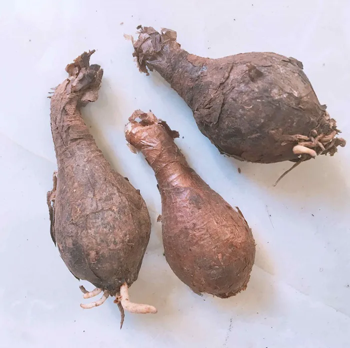 Củ hoa bỉ ngạn chuẩn hàng sẵn có cho khách ở Hà Nội và các tỉnh lẻ