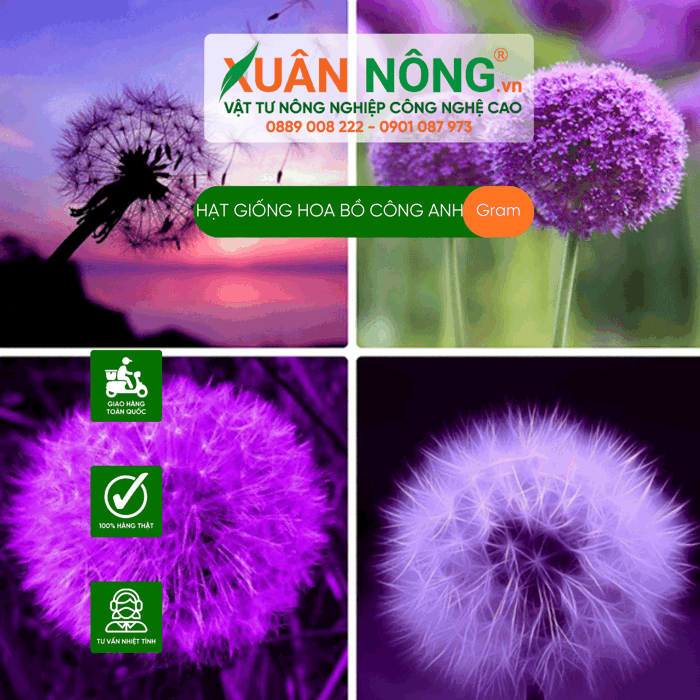 Hoa bồ công anh