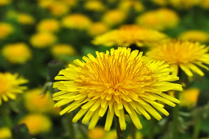 Ý nghĩa và biểu tượng hoa bồ công anh - Cửa hàng hoa tươi May Flower