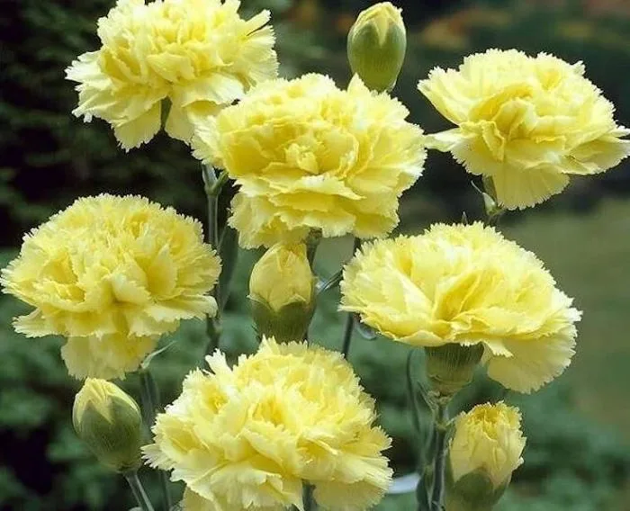 Ý nghĩa hoa cẩm chướng theo màu sắc – Flosa