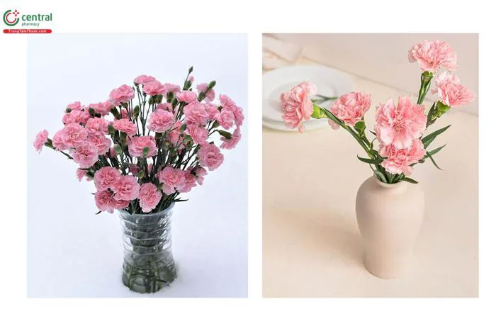 Hoa Cẩm Chướng (Hoa Phăng - Dianthus caryophyllus L.) có ý nghĩa gì?