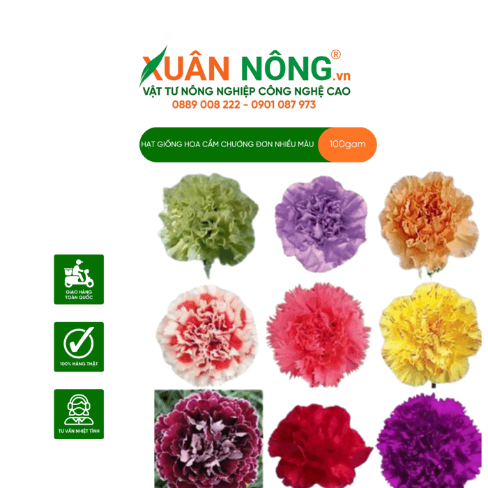 Hoa cẩm chướng đơn nhiều màu