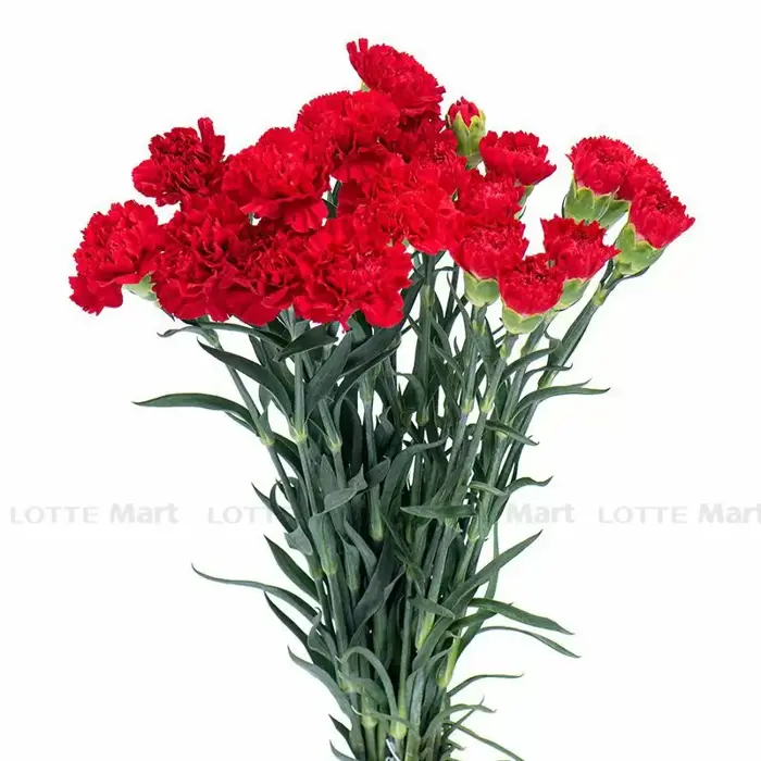 Hoa Cẩm Chướng Đơn Dalat Hasfarm (Màu Đỏ/Hồng) (ea)
