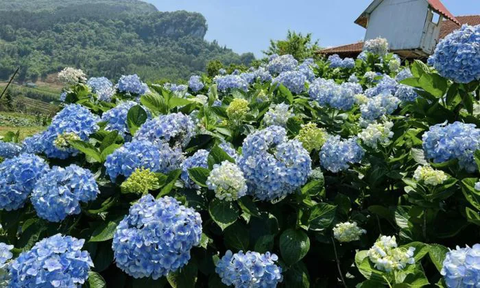 Đất trồng hoa cẩm tú cầu: Bí quyết ra hoa đẹp, rực rỡ