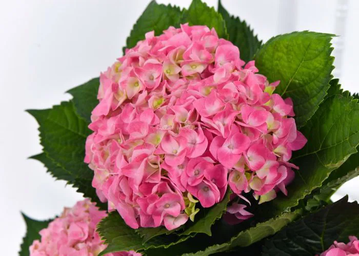 Cẩm Tú Cầu (Hydrangea): Nguồn gốc, ý nghĩa và cách chăm sóc