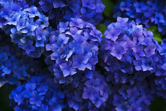 Ý NGHĨA CỦA HOA CẨM TÚ CẦU - HYDRANGEA AND ITS MEANINGS