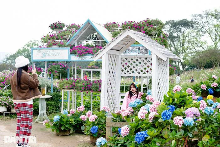Hơn 1.000 cây cẩm tú cầu nở rộ, đẹp như 