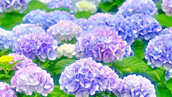 Hoa cẩm tú cầu: Đặc điểm, phân loại và ý nghĩa của loại hoa này
