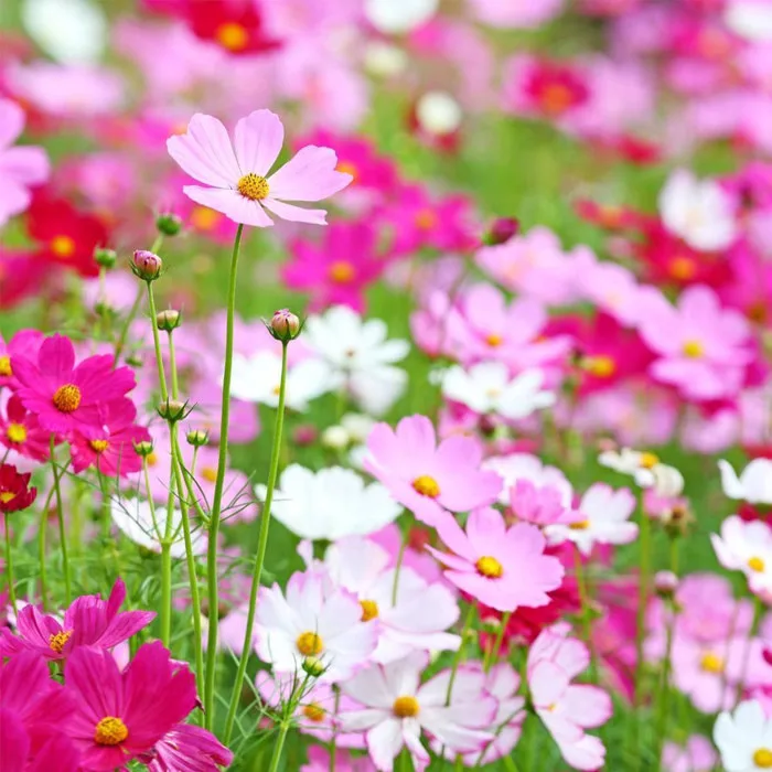 Vườn hoa cánh bướm tại Ecogarden