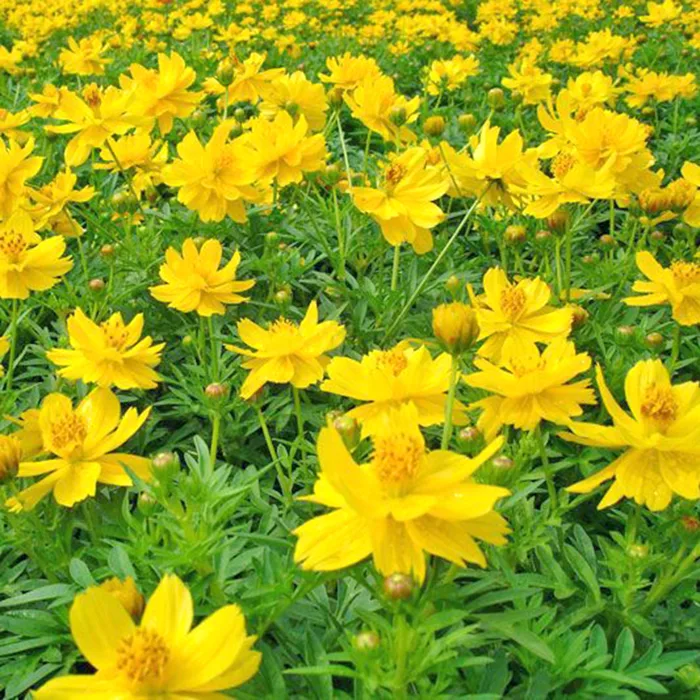Hạt Giống Hoa Cánh Bướm Vàng - Đơn Cao - Tặng viên nén nảy mầm