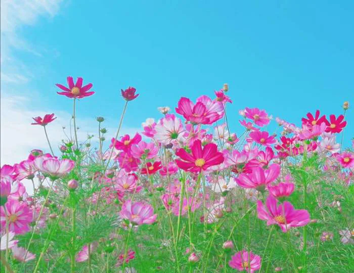 Hoa Cánh Bướm | Đại diện cho tình yêu giản đơn và chân chất - FLoLi
