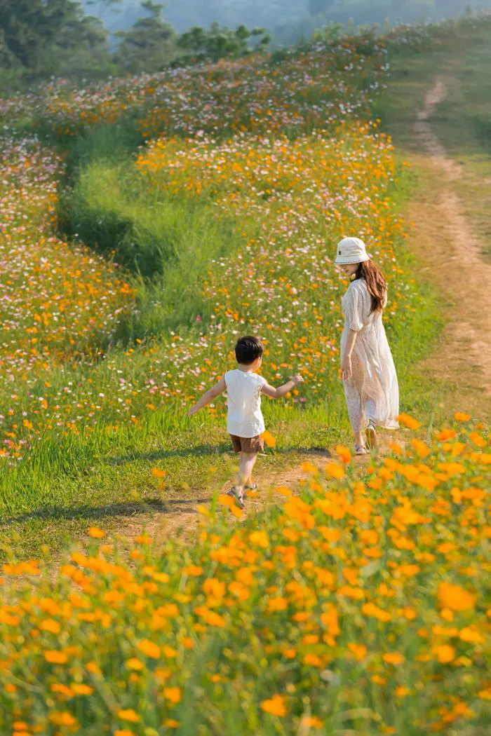 Ngọn đồi ngập tràn hoa cánh bướm đẹp thơ mộng như phim gây 