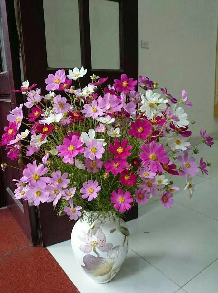 Ý nghĩa hoa cánh bướm(Sao nháy)