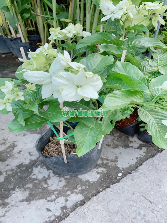 Hoa Cánh Bướm Trắng - Cây Cảnh An Nhiên - Chuyên Buôn Bán Sĩ Lẽ Cây Cảnh