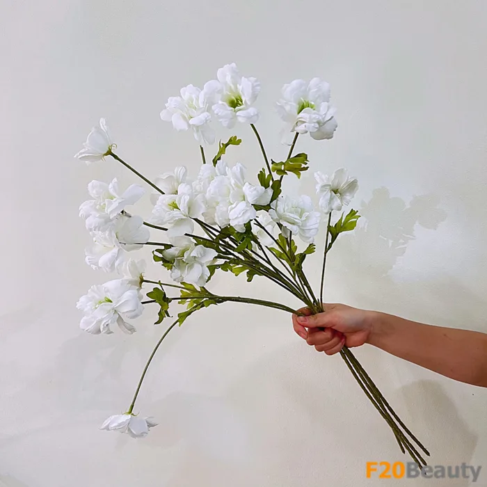 Hoa cúc cánh bướm màu trắng