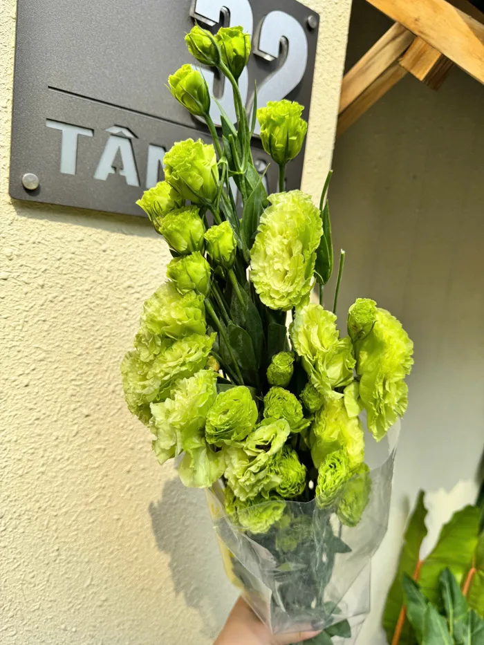Hoa cát tường xoăn xanh lá