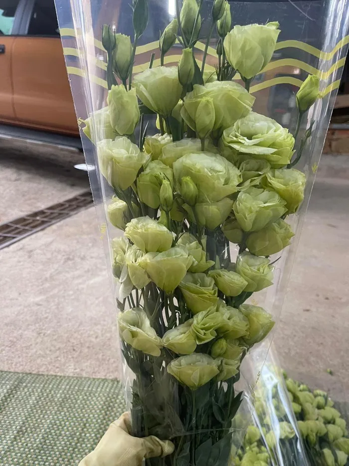 Cát Tường Xanh Thường