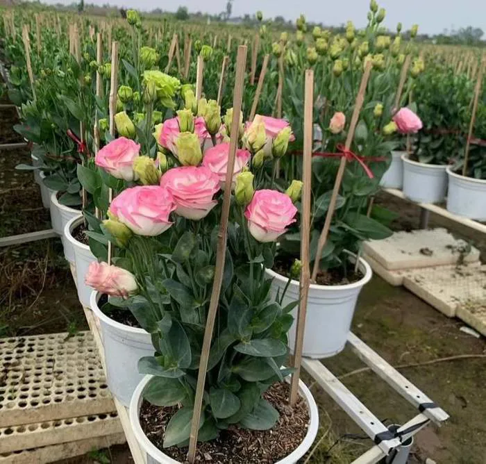 Cây Hoa Cát Tường đẹp tphcm | Hoa Kiểng Phúc Lộc
