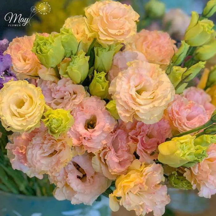 Cách bảo quản hoa cát tường - Cửa hàng hoa tươi May Flower