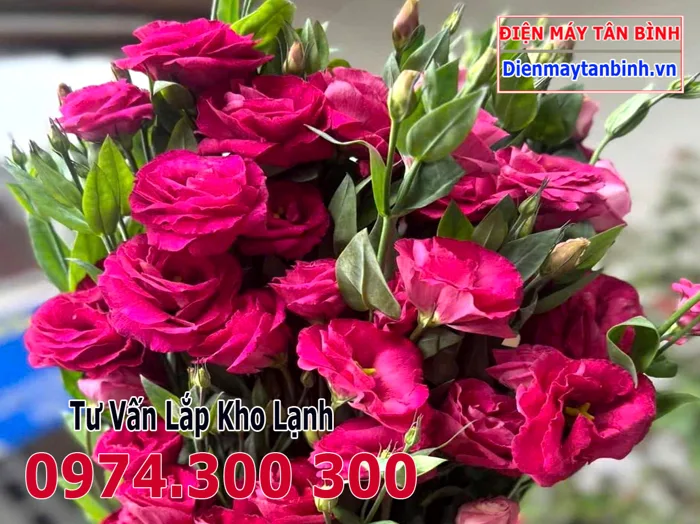 Hoa Cát Tường đỏ: Ý nghĩa - Cách trồng - Bảo quản