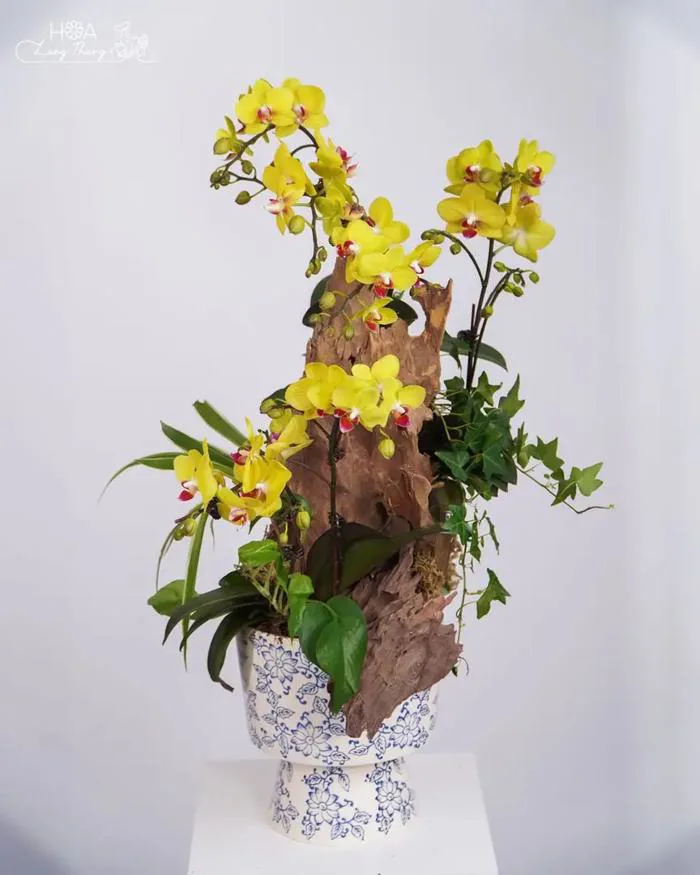 Lan hồ điệp sinh nhật bác sĩ — Tặng quà ý nghĩa Hà Nội | Hoa Lang Thang  Florist