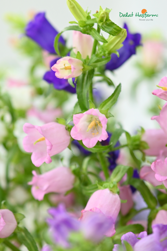 Hoa Chuông (Campanula): Đặc Điểm, Ý Nghĩa và Cách Chăm Sóc Chi Tiết - DLHF  Blog
