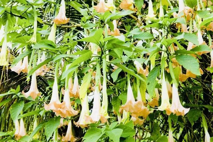 Cần làm gì khi ăn phải hoa chuông?
