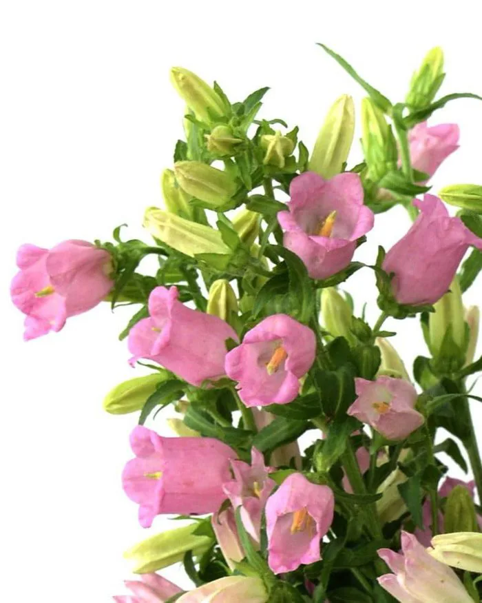 Hoa Chuông - L'amour Flower