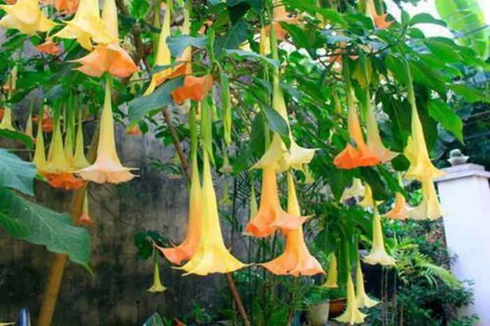 Ngộ độc do ăn hoa chuông - Báo Người Lao Động