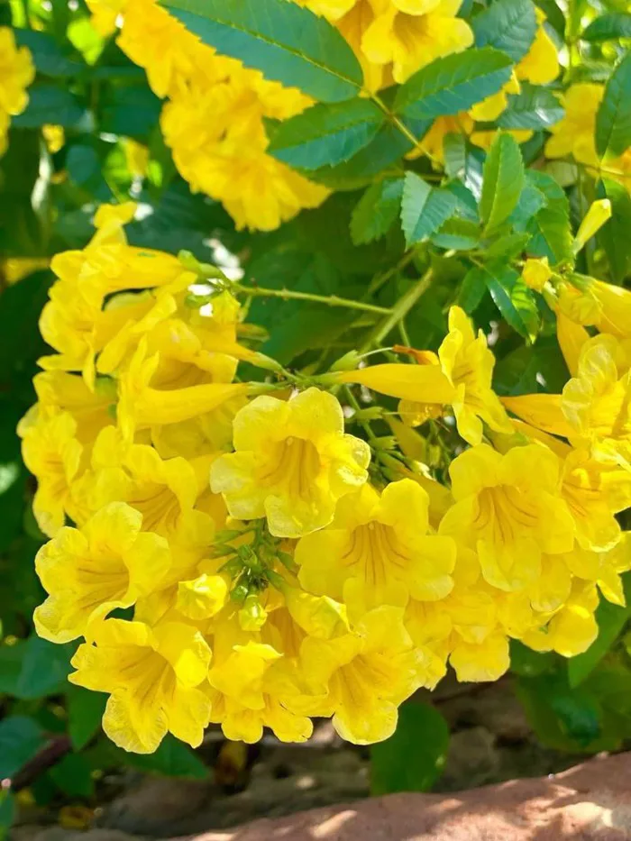 Hoa chuông vàng - Sắc nắng rực rỡ đánh thức vẻ đẹp mùa hè