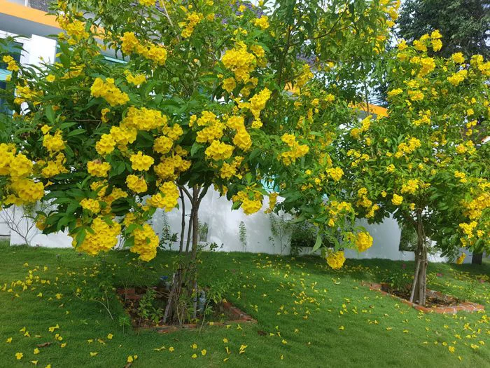 Hoa chuông vàng: Tìm hiểu ý nghĩa, đặc điểm cách trồng và cách chăm sóc