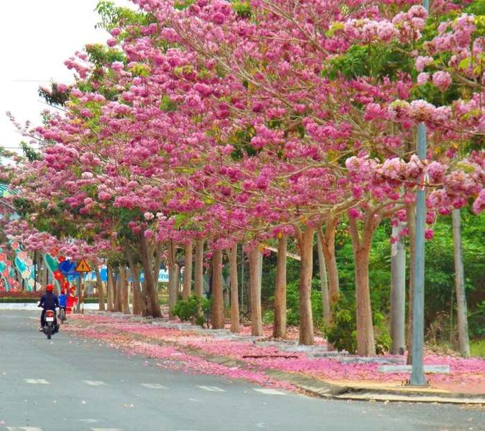 Cây Chuông Hồng: Đặc Điểm, Công Dụng và Cách Chăm Sóc