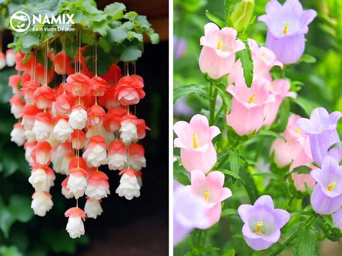 Hoa chuông gió - Đặc điểm, cách trồng và chăm sóc hoa
