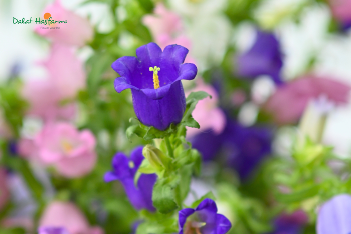 Hoa Chuông (Campanula): Đặc Điểm, Ý Nghĩa và Cách Chăm Sóc Chi Tiết - DLHF  Blog