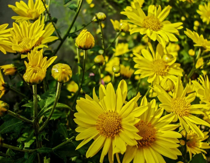 Cúc hoa –Chrysanthemum indicum, Asteraceae