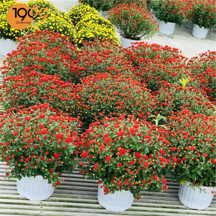 Hoa cúc Hàn Quốc