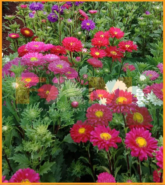 HOA CÚC ĐÀ LẠT NHIỀU MÀU – Công ty TNHH Sản Xuất Thương Mại Fam Seeds