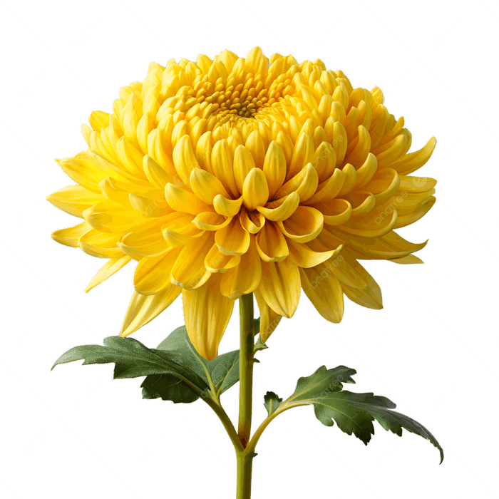 Hình ảnh Nghệ Thuật Hoa Cúc Màu Vàng PNG , Hoa Cúc, Hoa Trung Quốc, Hoa Vàng  PNG trong suốt và Vector để tải xuống miễn phí
