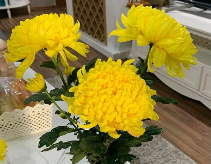 HẠT GIỐNG HOA CÚC VÀNG