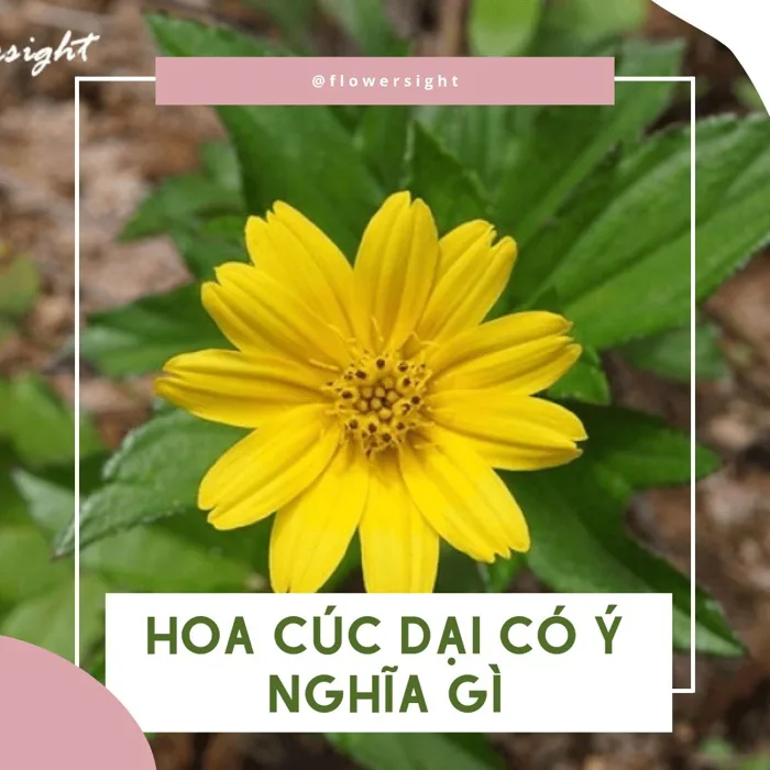 Hoa Cúc Dại: Đặc điểm, ý Nghĩa Và ứng Dụng Trong đời Sống