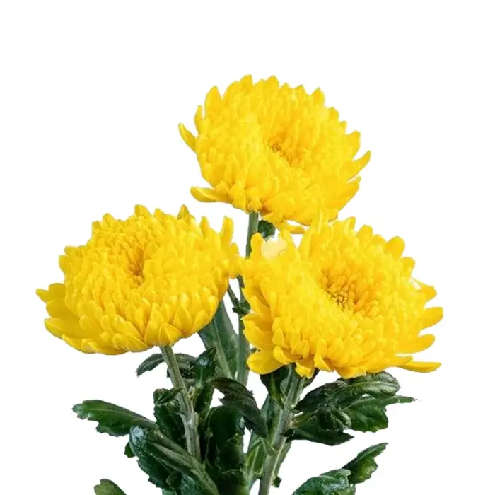 Hoa cúc đơn Dalat Hasfarm (Vàng/Trắng)