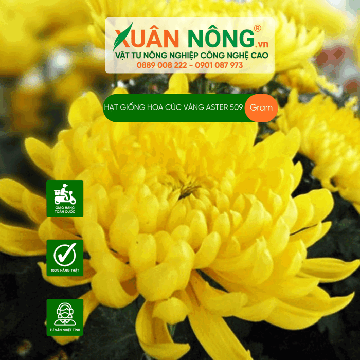 Hạt giống cúc vàng ASTER 509