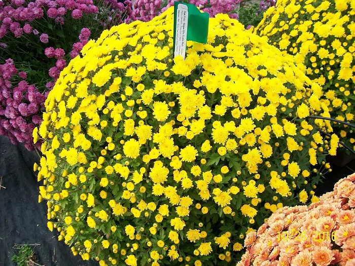 8 Ý nghĩa Hoa Cúc Vàng trong văn hoá Việt Nam ngày Tết bạn nên biết !