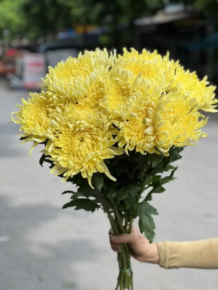 Cúc đại đóa vàng (bó 10 bông)