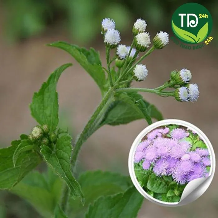Cây Cứt Lợn | Farm 24h
